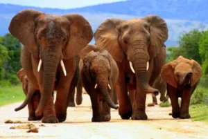 Addo Elephant National Park 001
