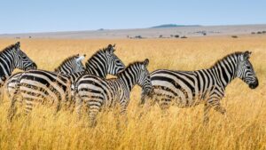 Zebras Maasai Mara National Reserve Kenya scaled 1