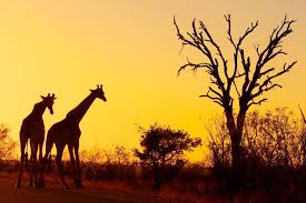 Buffalo Safari, South Africa;