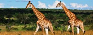 south africa safari giraffes wide 800x300 1