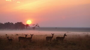 wildlife savanna sunrise morning wallpaper preview 1