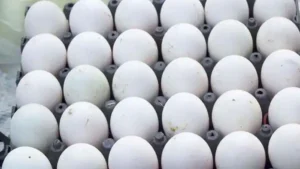 1277660 egg