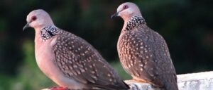 Spotted doves