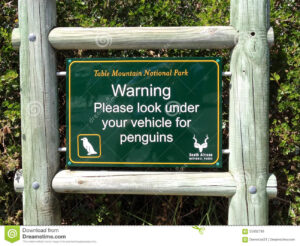penguin sign table mountain national park beach nature reserve near cape town western cape south africa 55992799