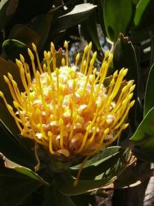 south africa close up kirstenbosch flower protea cape town botanical garden thumbnail