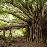 Banyan Tree Bargad Benefits and Side Effects in Hindi