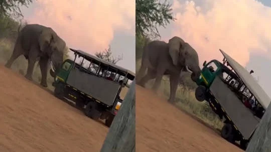 Elephant Attack on Truck: