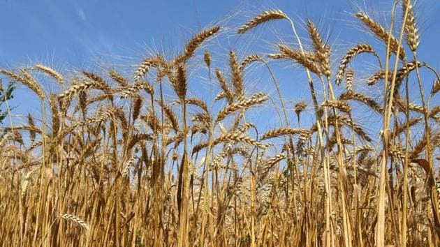 MP's wheat will be exported