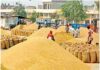 CM Dr Yadav’s Big Announcement: MP में अब 28 मई तक होगी गेहूं खरीदी Wheat