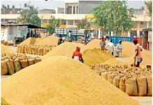 गेहूँ उपार्जन: MP में 2 दिन में किसानों को 6 करोड़ 37 लाख का भुगतान, 7 हजार किसानों से खरीदा 3 लाख क्विंटल गेहूँ Wheat