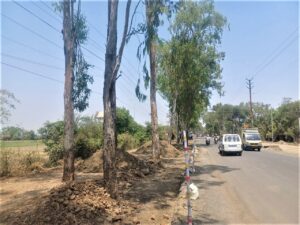 900 Green Trees Will be Cut