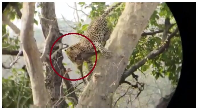 Panna Tiger Reserve: तेंदुआ द्वारा बंदर के शिकार का LIVE VIDEO
