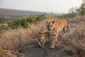 Pench Tiger Reserve Seoni: पेंच टाइगर रिजर्व में गूंजी किलकारी, रुनझूना बाघिन ने 4 शावकों को दिया जन्म