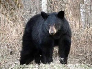 Panna crime bear eats body