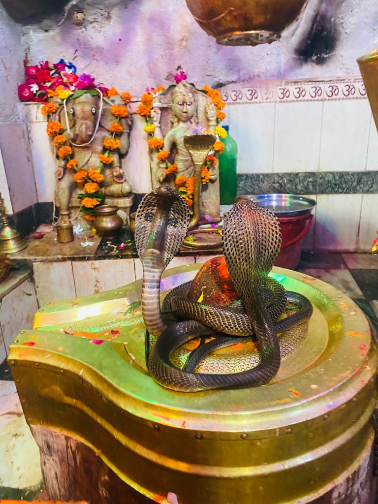 Snake Pair On Shivling नाग पंचमी पर चमत्कार, शिवलिंग पर नाग का जोड़ा