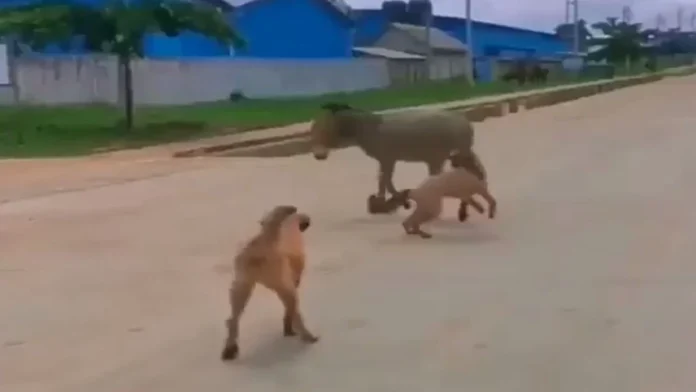 VIDEO-Donkey And Dog Fight