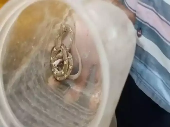 Snake Bite