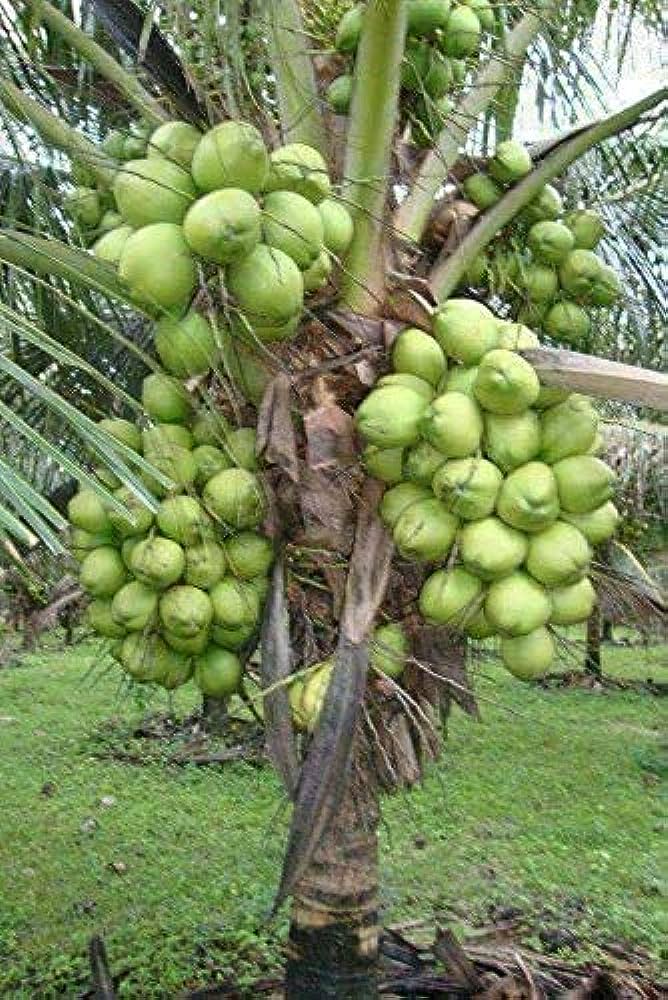 International Coconut Day: