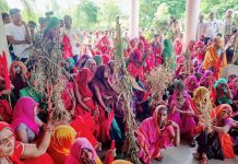 सूखी फसलें लेकर कलेक्ट्रेट पहुंचे आदिवासी, किया घेराव, बड़वानी जिले को सूखाग्रस्त घोषित करने की मांग