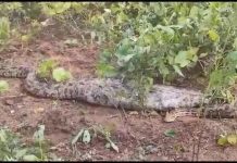 अजगर निगल गया नीलगाय का बछड़ा, इलाके में फैली दहशत, वन विभाग की टीम मौके पर