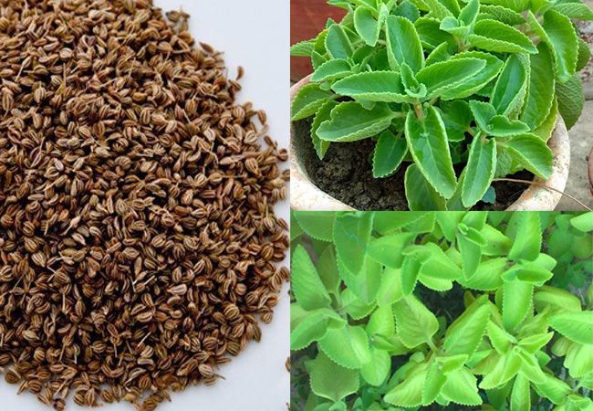 Ajwain Benefits