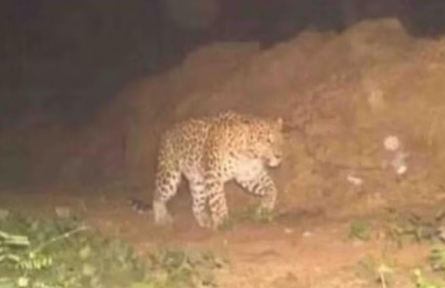 Leopard Seen Again