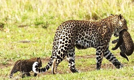 Female Leopard With 2 Cubs in Infosys Campus : इंफोसिस कैंपस में मादा तेंदुआ और दो शावक दिखे!