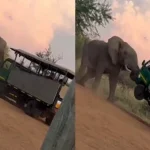 Elephant Attack on Truck: