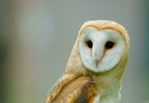 Common-Barn Owl Tyto Alba