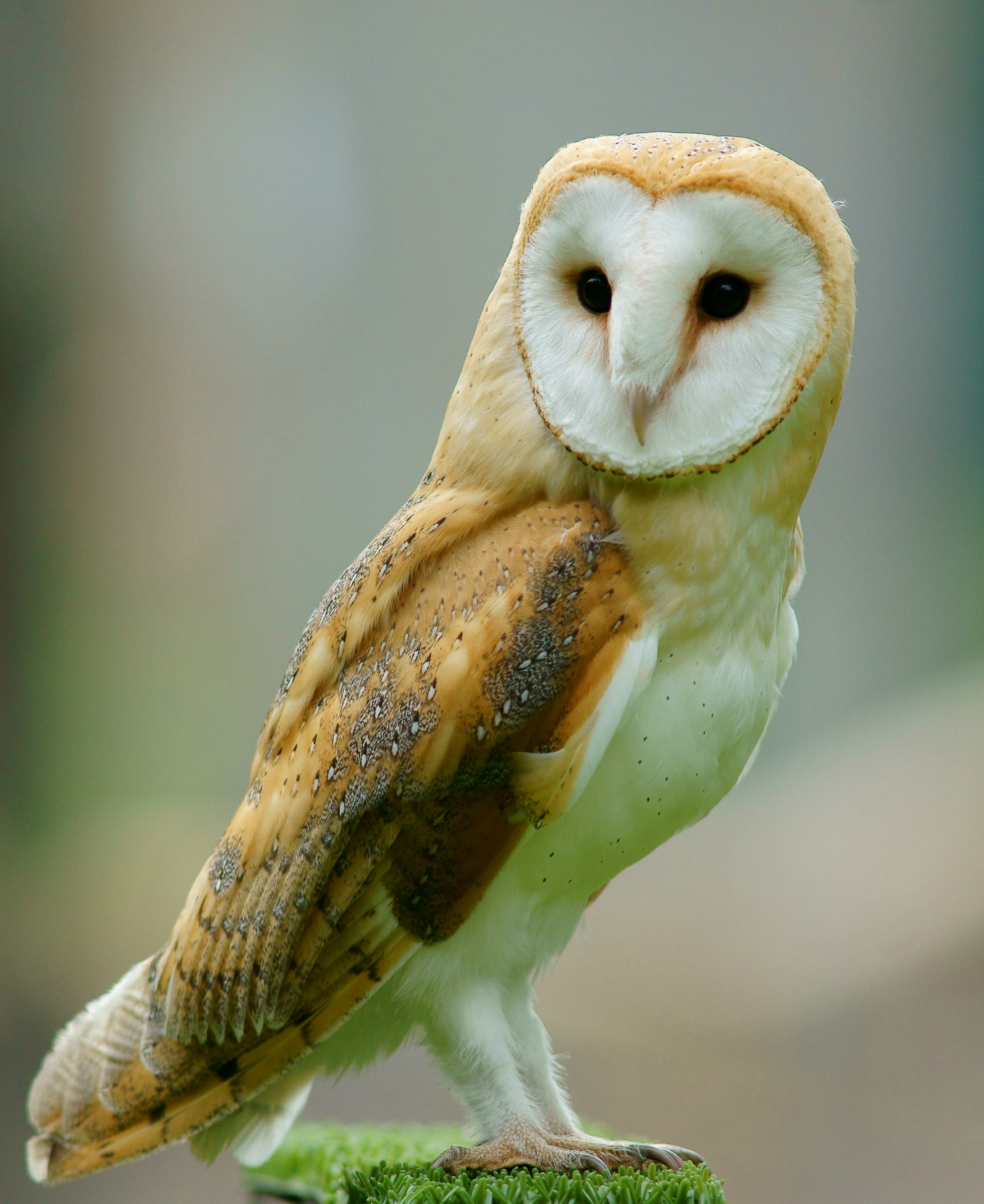 Common-Barn Owl Tyto Alba