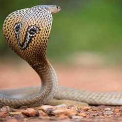 16 July is World Snake Day