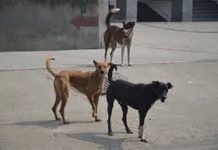 राजधानी के पॉश इलाके श्यामला हिल्स में 20 कुत्तों को जहर देने का मामला पहुंचा थाने, पुलिस ने शुरू की जांच