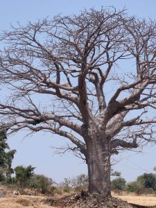 Photography of Khorasani Tree