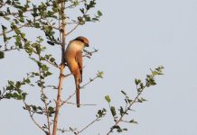 आज का सन्देश -देखिये ,पढ़िए और आज एक प्रेम कहानी सुनिए