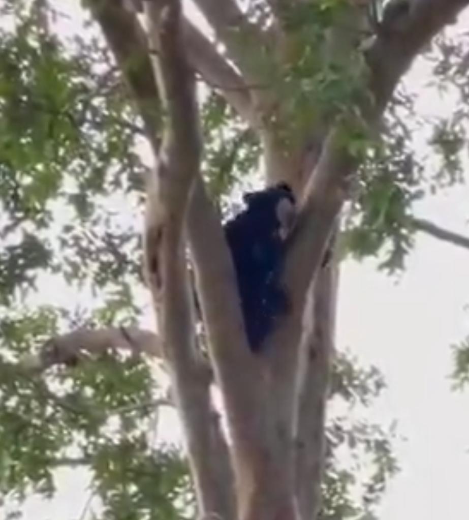 Bear in Panna Tiger Reserve