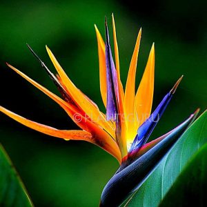 bird of paradise floral 800x800 1