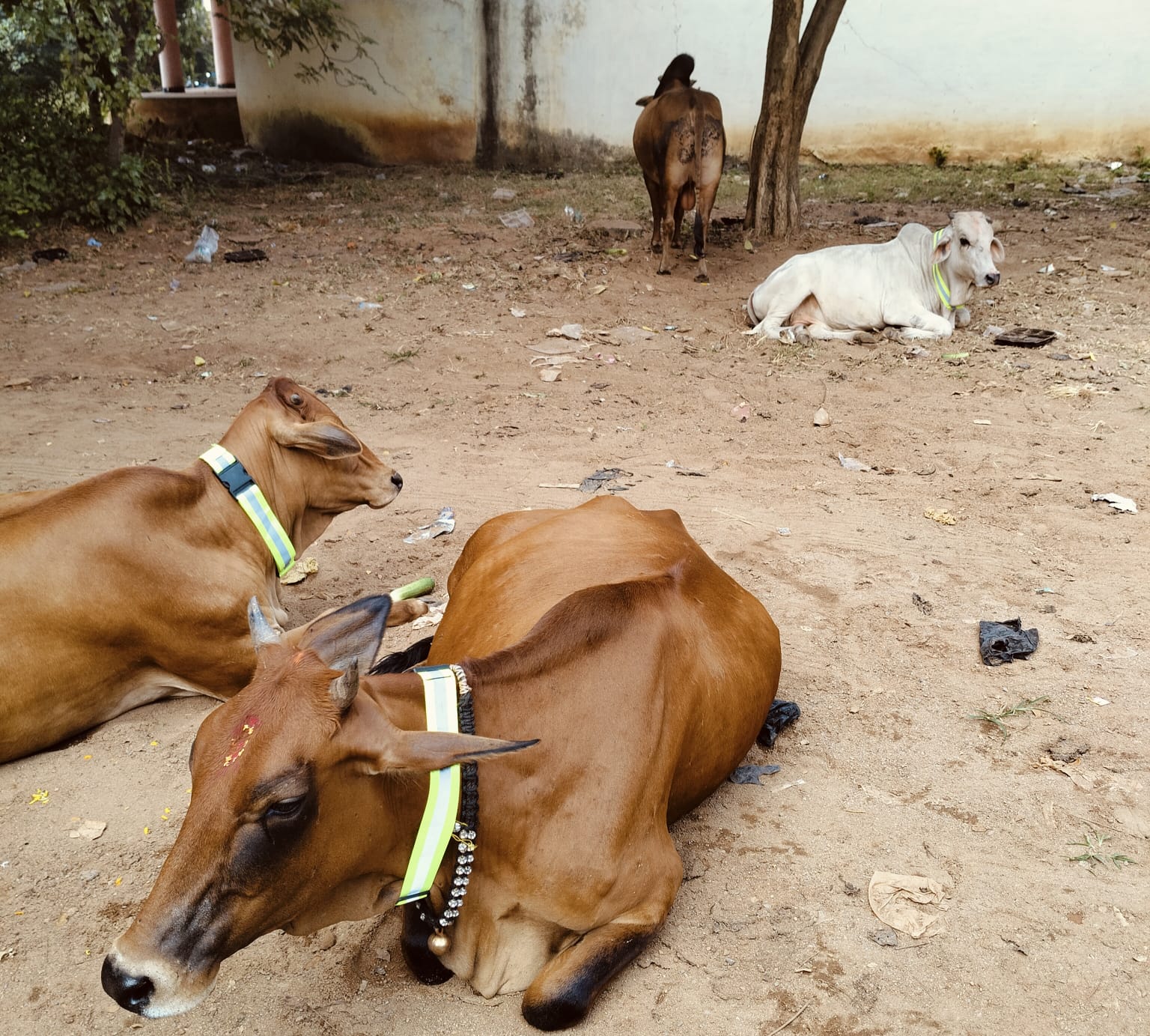 Cow Protection: Vivekanand Cell put radium belts on the cows walking on the road