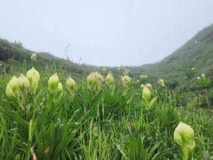 Brahma Kamal