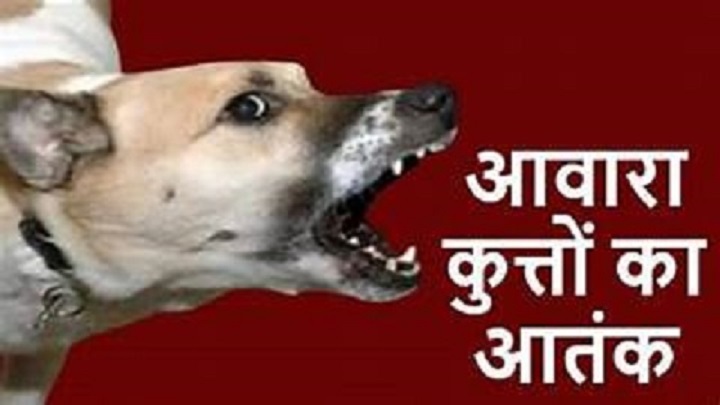 awara kutton ka aatank
