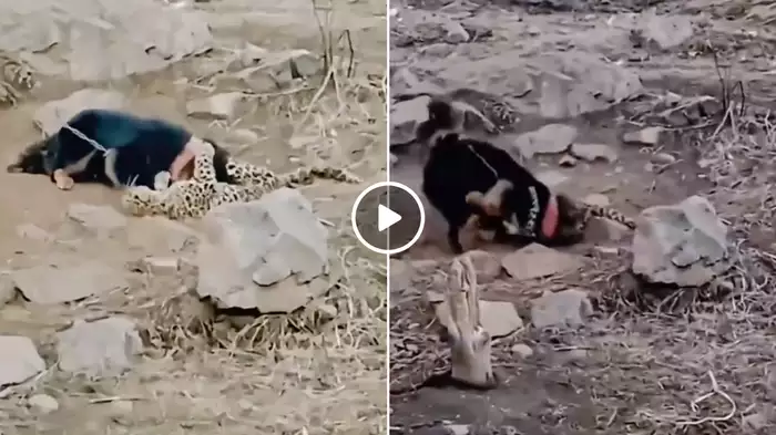 Dog and Leopard Fight