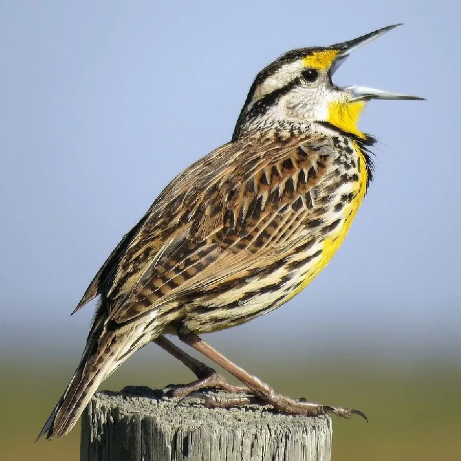 Why-Birds-Sing-At-morning-know-the-science-behind-it-6