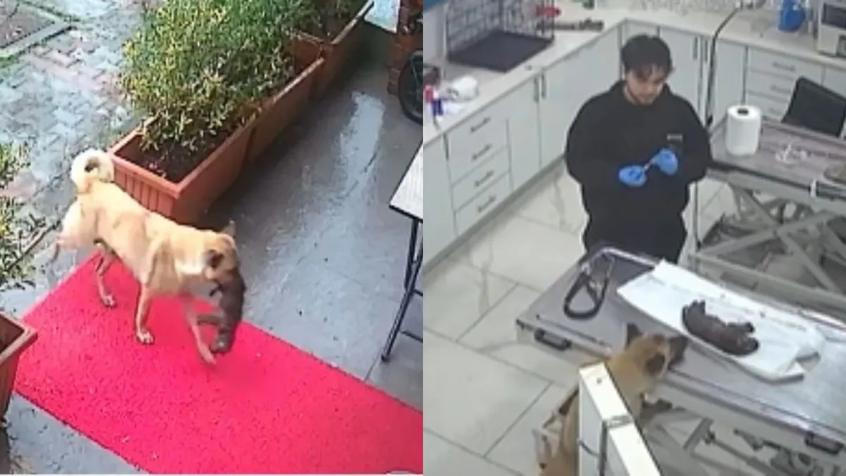 untitled-design-2025-01-20t234009-1737396994