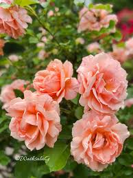 IMG 20250628 WA0119 IMG 20250628 WA0119