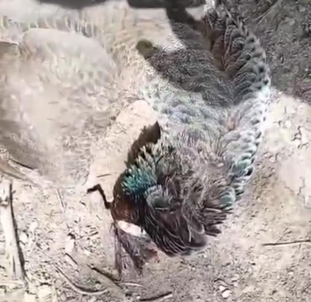 WhatsApp Image 2025-06-07 at 10.40.00