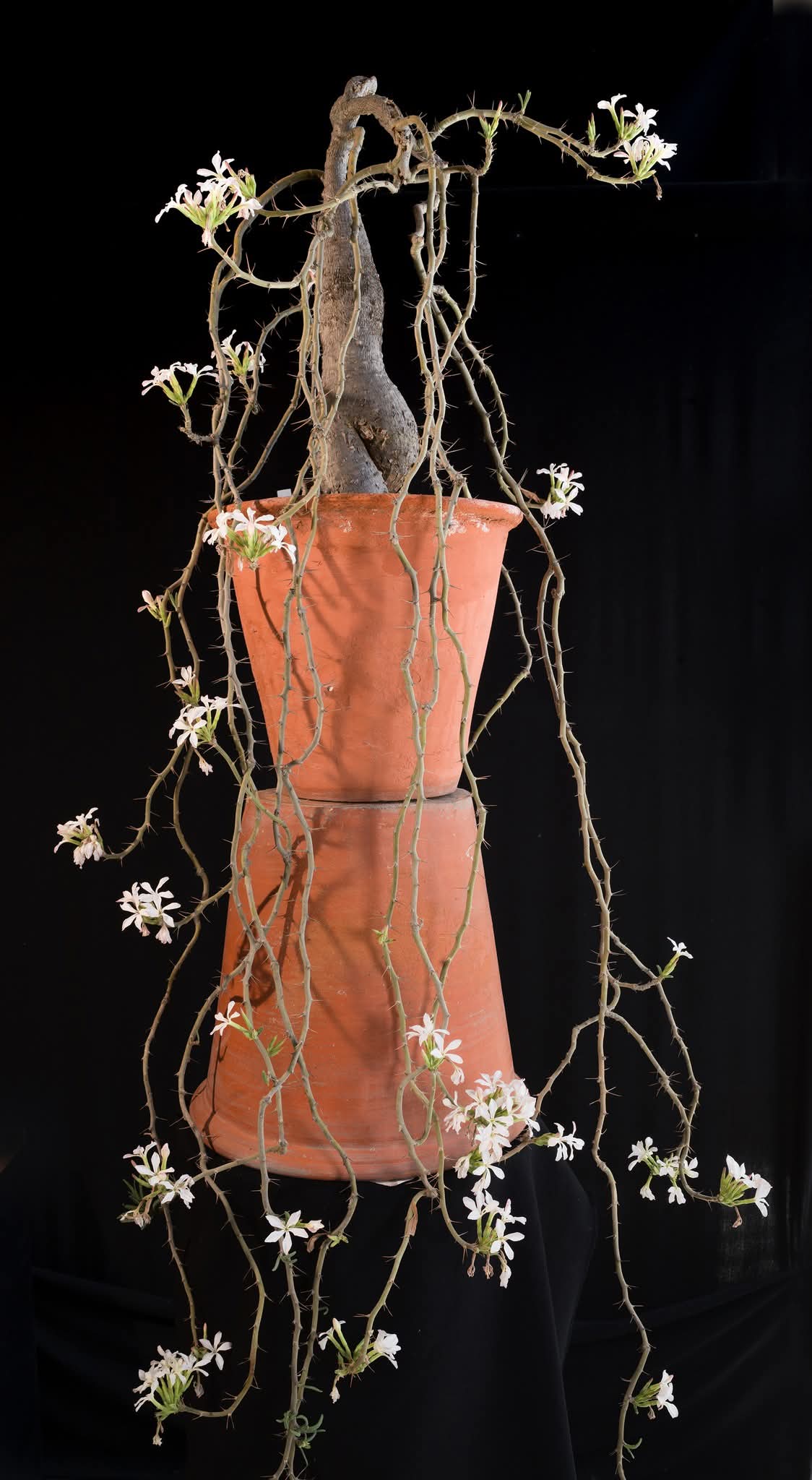 WhatsApp Image 2025 06 28 at 12.11.44 1 WhatsApp Image 2025 06 28 at 12.11.44 1