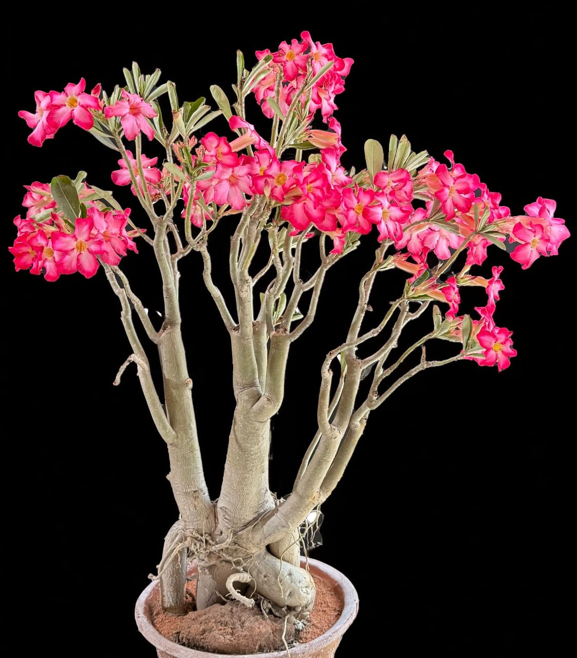 WhatsApp Image 2025 06 28 at 12.11.45 WhatsApp Image 2025 06 28 at 12.11.45