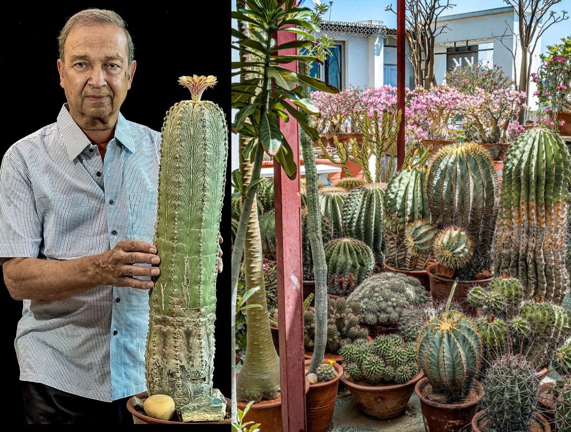 World Famous Cactus Collection: जयपुर के प्रसिद्ध ज्वेलर्स के के अग्रवाल ने 'घर में कैक्टस अशुभ' की अवधारणा को बदल दिया!