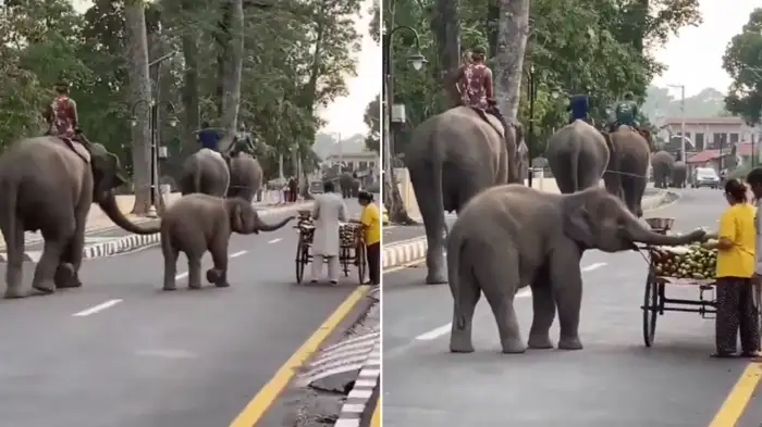 hungry-baby-elephant-stealing-sugar-cane-from-cart-on-road-adorable-video-goes-viral-122041831