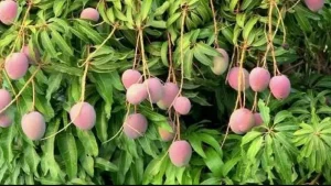 mango garden