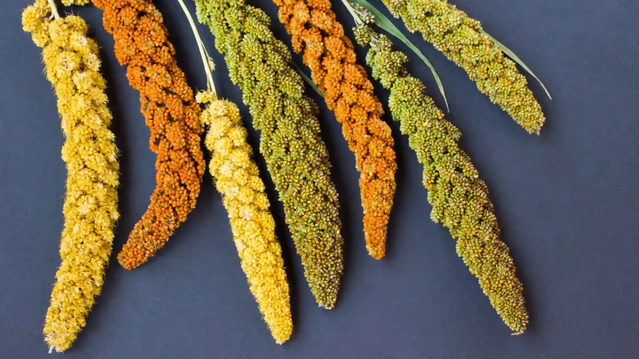 Types of Millets 2048x1152 1